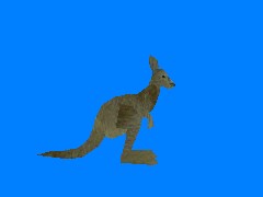 Kangaroo standing small