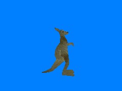 Kangaroo upright