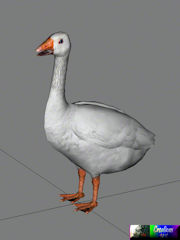 Cuk-White-Goose