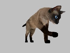C+ MR Cat Siamese Lifesize 