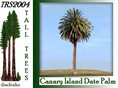 Canary_Is_Date_Palm2_8m