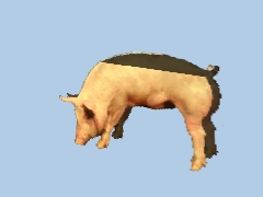 Животное_свинья